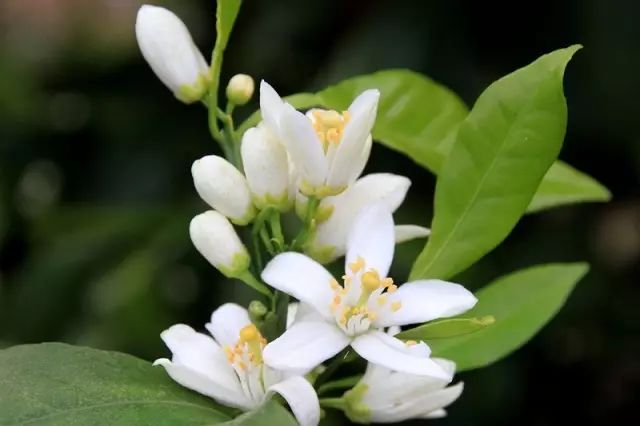 如何领略葡萄酒的魅力,如何品尝葡萄酒的果香