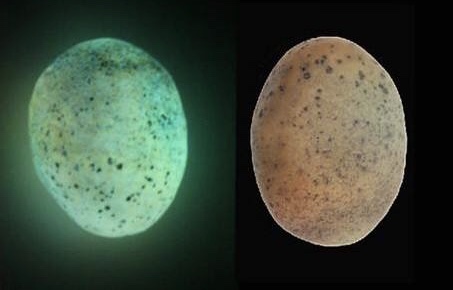 王占奎夜明珠是真的吗,夜明珠存在吗