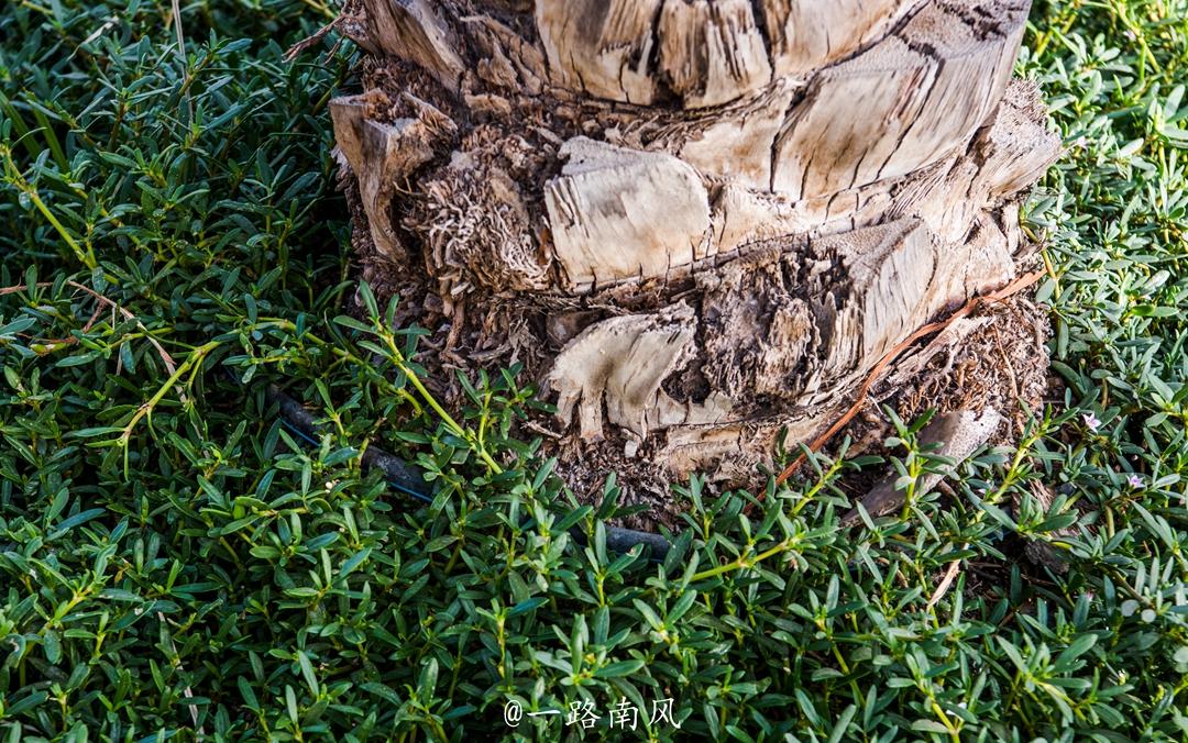 阿联酋温度奇高又缺水缺雨，曾被认为不适合居住，如今却成富豪国