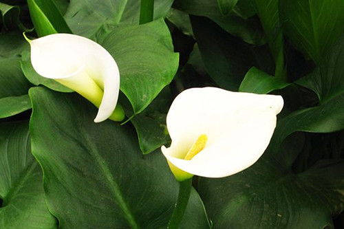 怎样能让马蹄莲花开得更大,马蹄莲花开后怎么处理