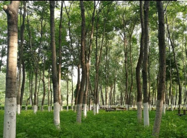 北京哪些公园对18岁以下免费,北京60岁以上老人免费公园明细