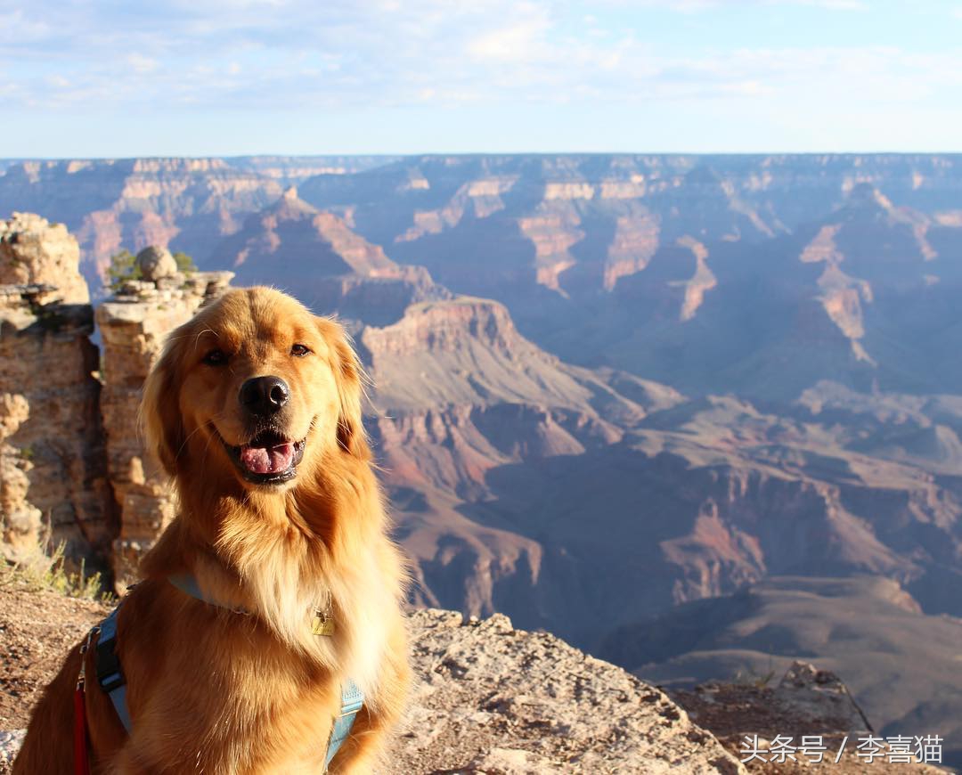被狗狗咬伤一定要打狂犬疫苗吗？狂犬病的这些小知识需要掌握
