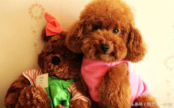 现在养狗比较流行的是哪种狗,养狗攻略适合城市饲养的十种狗