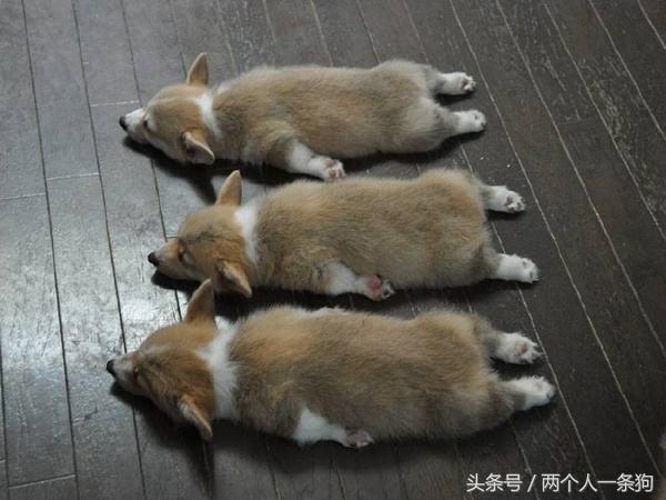 现在养狗比较流行的是哪种狗,养狗攻略适合城市饲养的十种狗