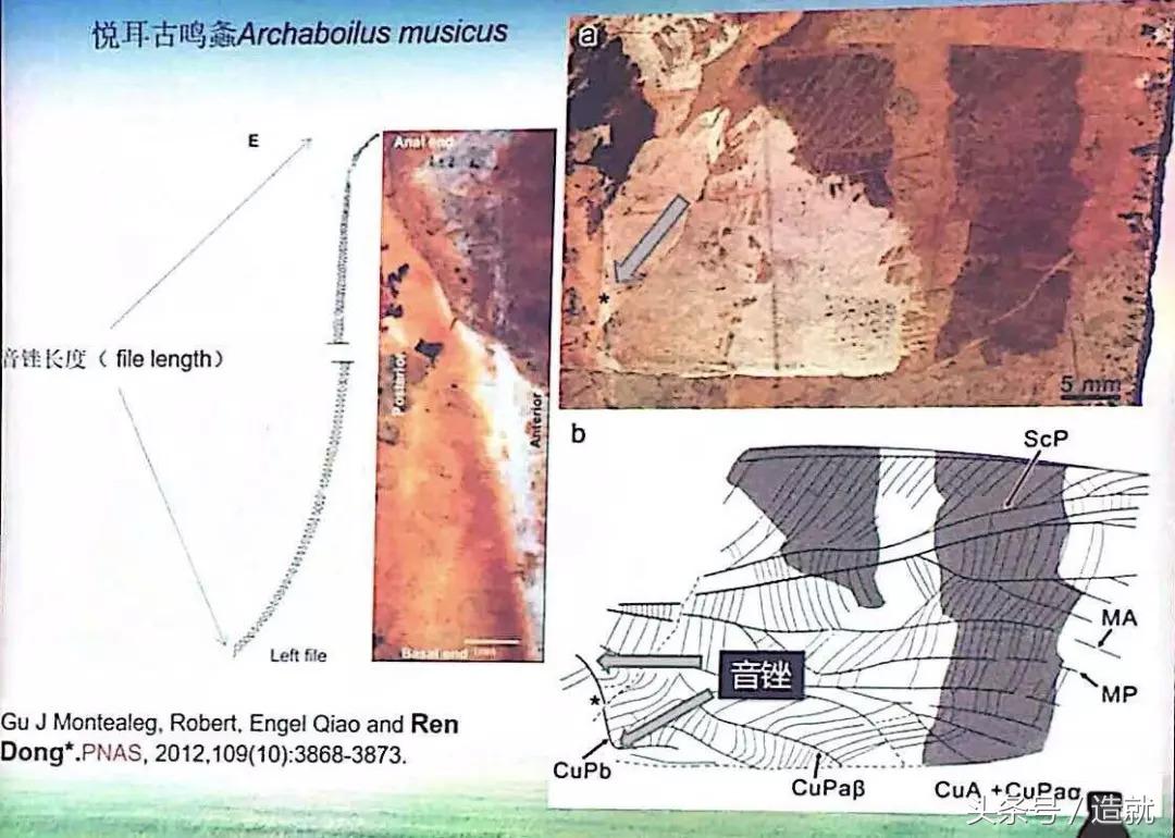 中国豪华音乐厅,高逼格的音乐厅