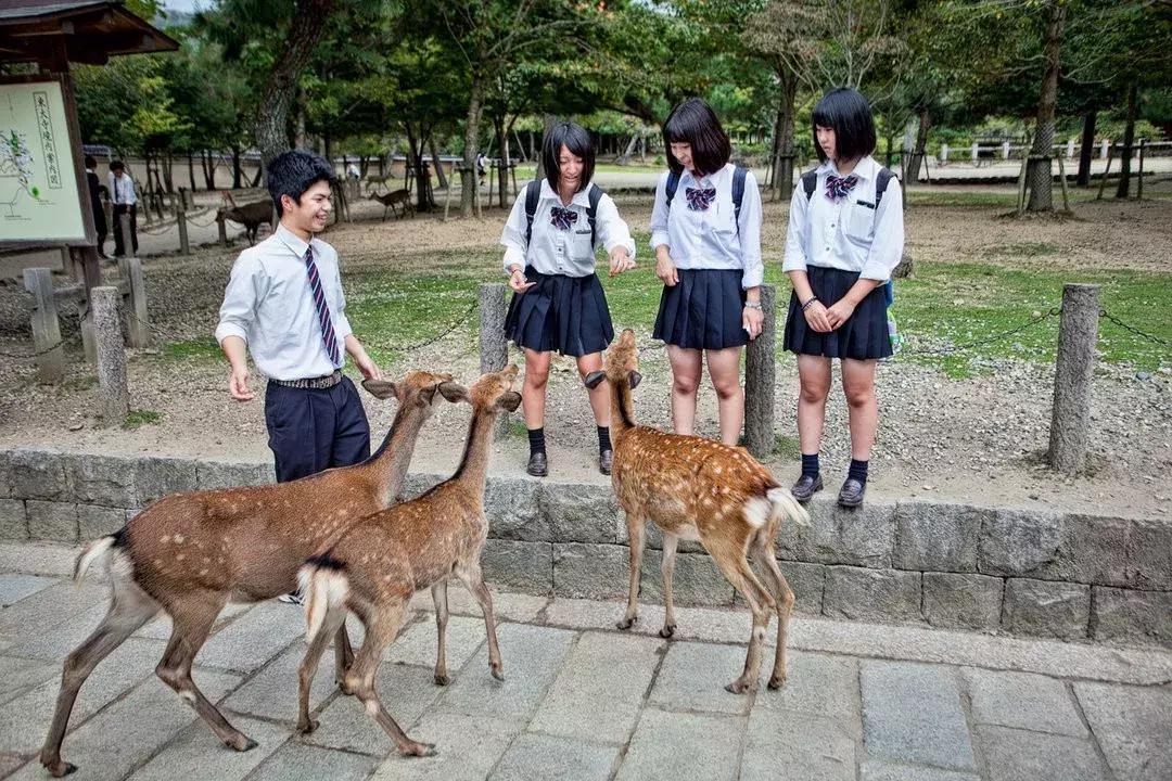 日本车牌变迁,日本2020年经典车牌
