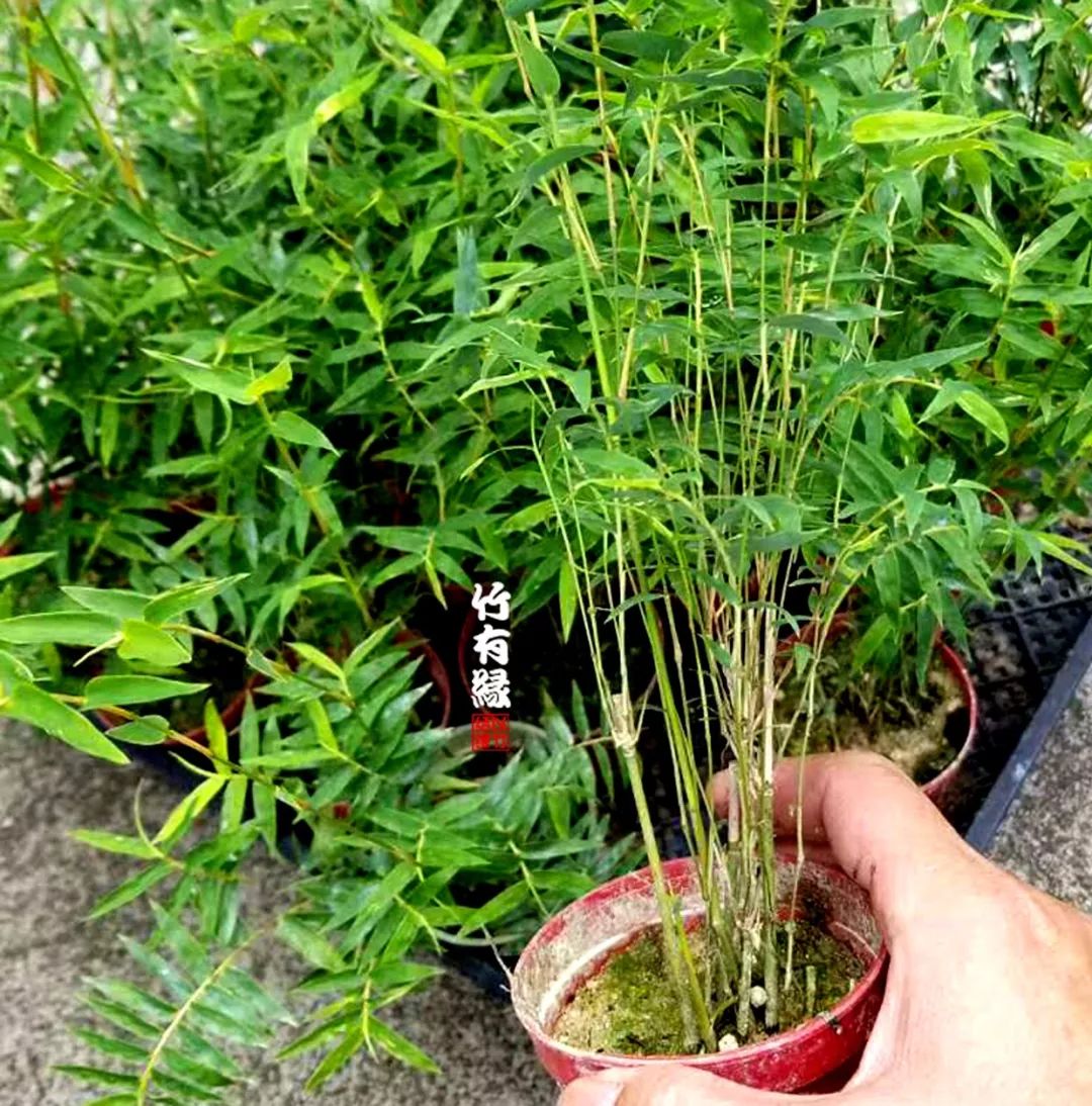 凤尾竹植物养护,凤尾竹米竹怎么养