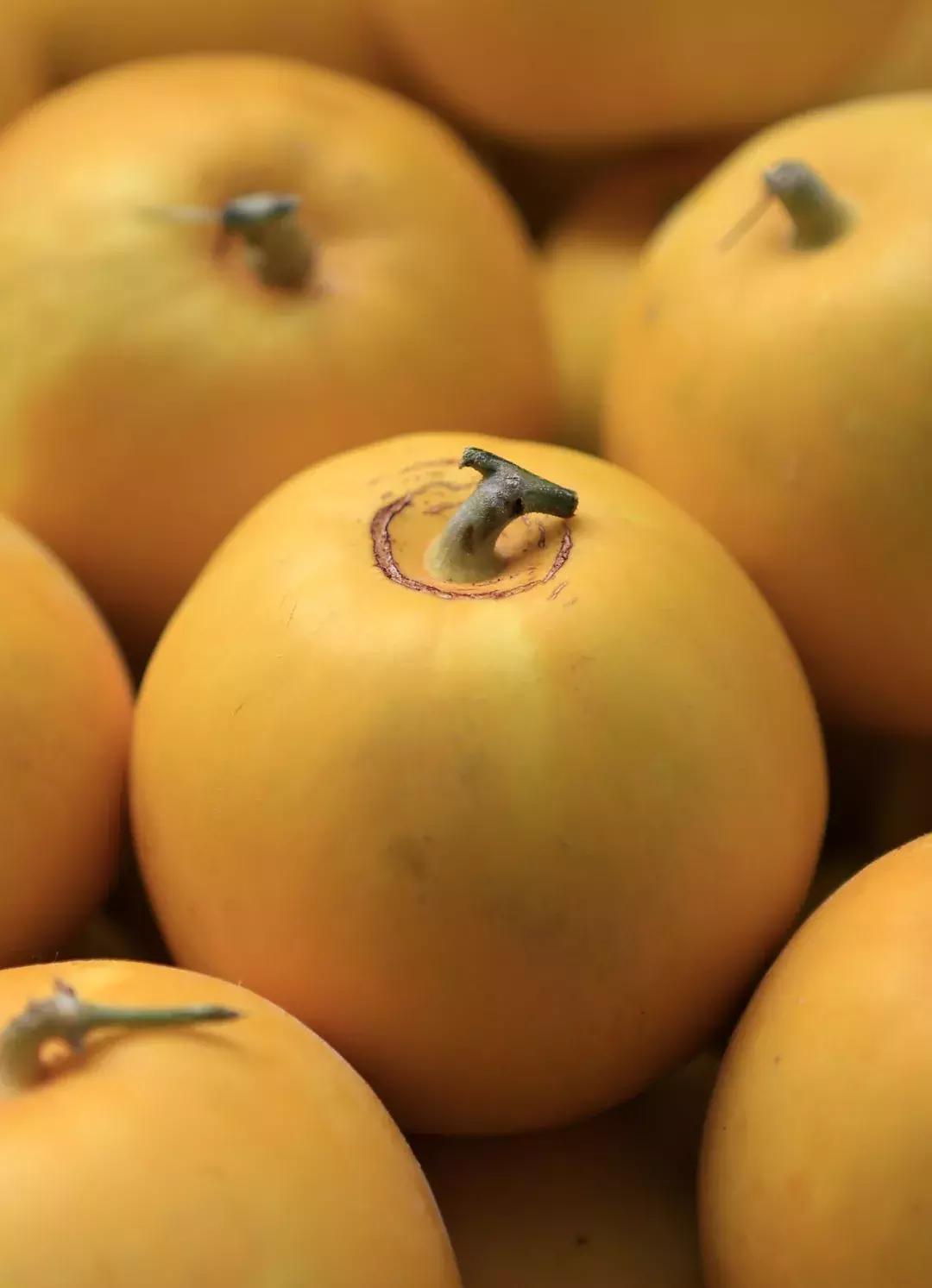 甜瓜｜伊丽莎白、金蜜、白兔、京玉、鲁厚甜1号、蜜兰、流星……