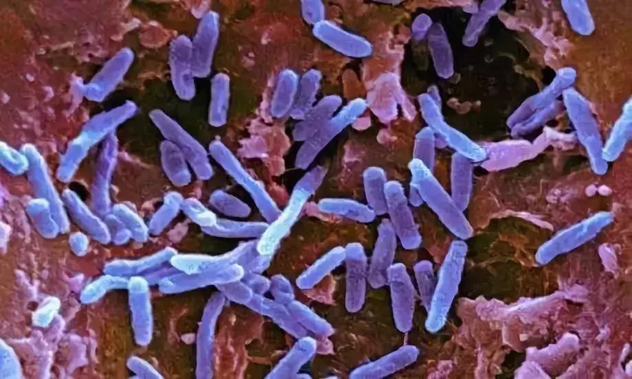 狗狗长虫子了吃什么药,狗狗长虫了用啥洗澡