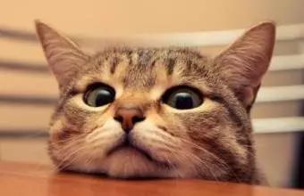 「喵百科」从胡须、耳朵、尾巴看透猫在想什么！