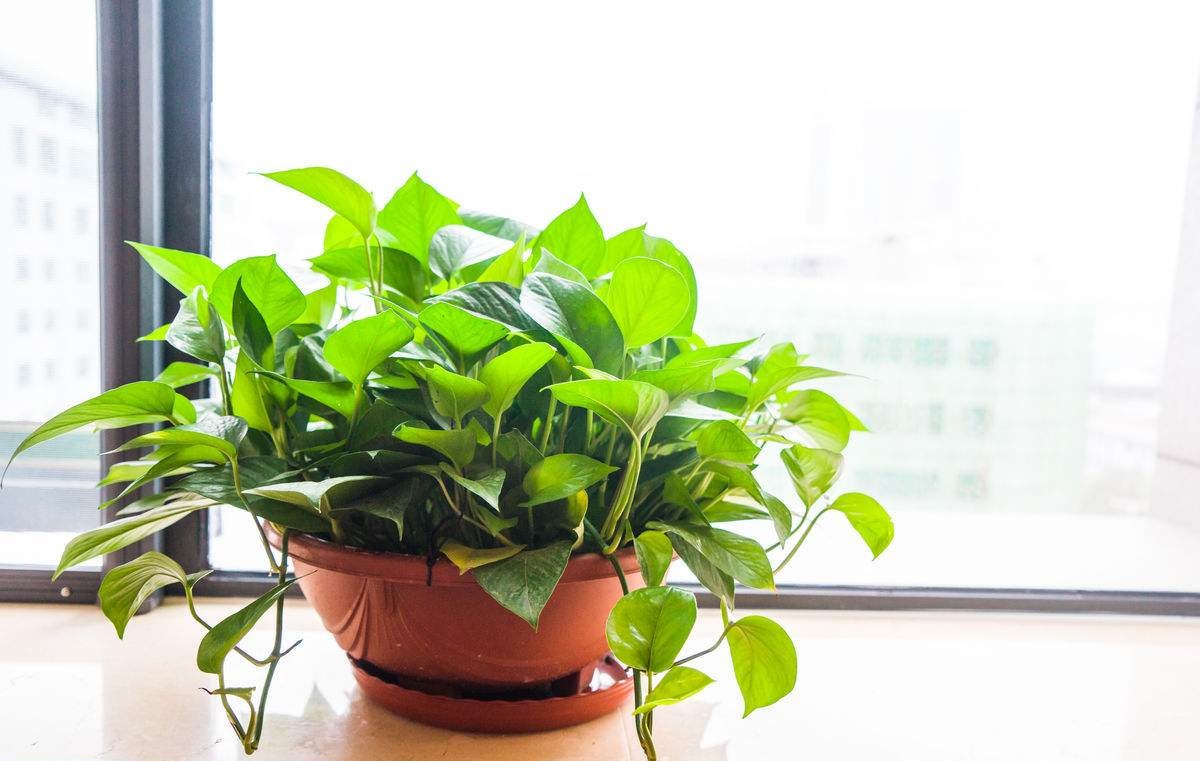 快死绿萝用了这3种水,不仅能救活,还能疯长爆盆!