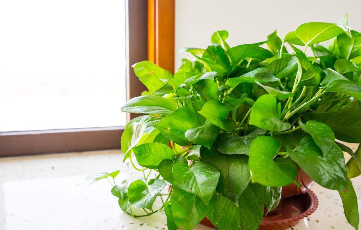 快死绿萝用了这3种水,不仅能救活,还能疯长爆盆!