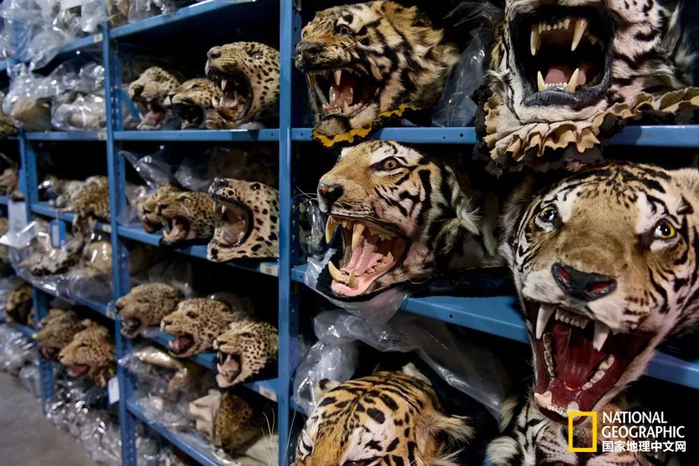 国家地理的真相,国家地理讲虎的纪录片