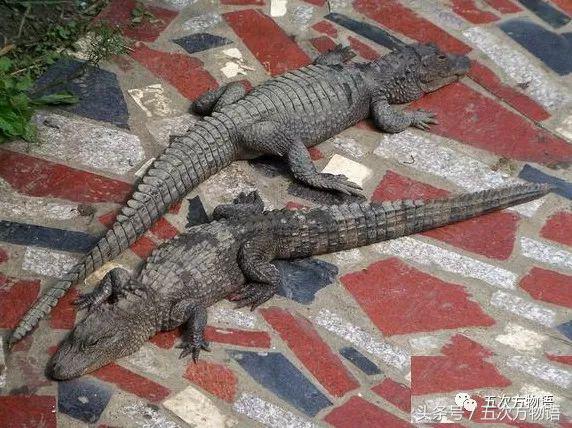 牛油果外表好还是坏,牛油果长成什么状态可以吃