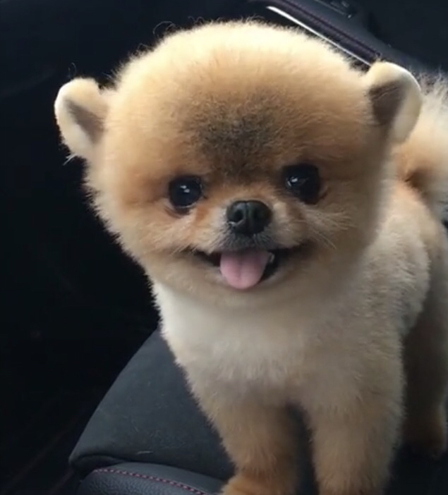 什么生肖配对结婚最幸福,每一个生肖配婚比较合适