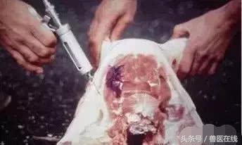 99%兽医都犯过的错｜给猪注射不简单，这7种方式和4大事项必掌握