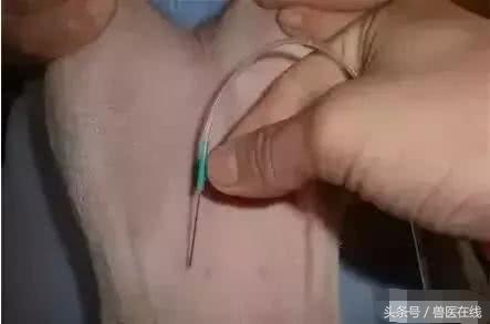 99%兽医都犯过的错｜给猪注射不简单，这7种方式和4大事项必掌握