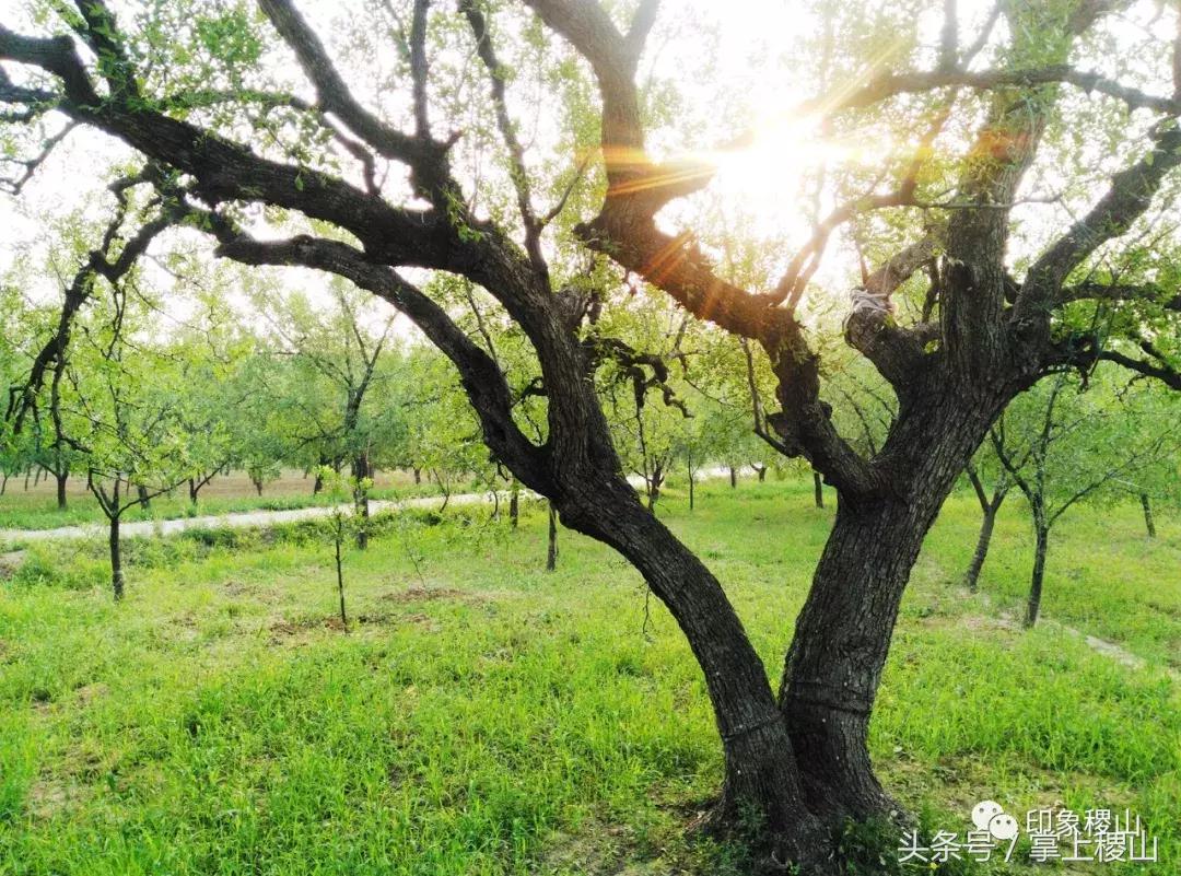 万步有约健步走的图片,万步有约健走视频动漫