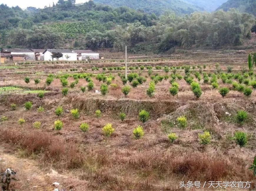 喷柑橘红蜘蛛喷什么农药好,生物叶面肥防治柑橘红蜘蛛