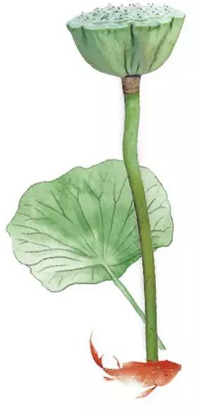 何湛兮:荷花的别名与诗词