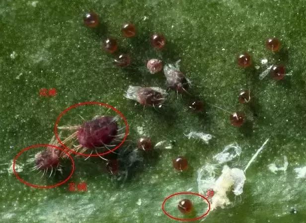 杀虫药锈壁虱,锈壁虱什么时间开始危害