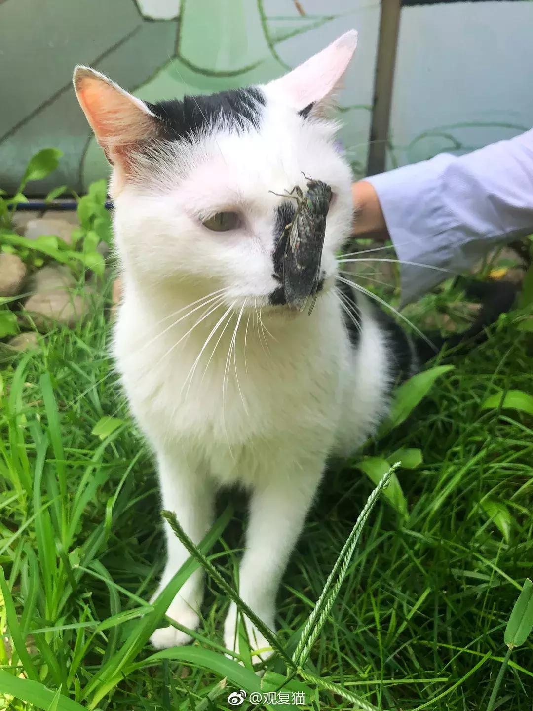 《猫谱》中的衔蝉就是王情圣这样的猫，我就是我，不一样的情圣！