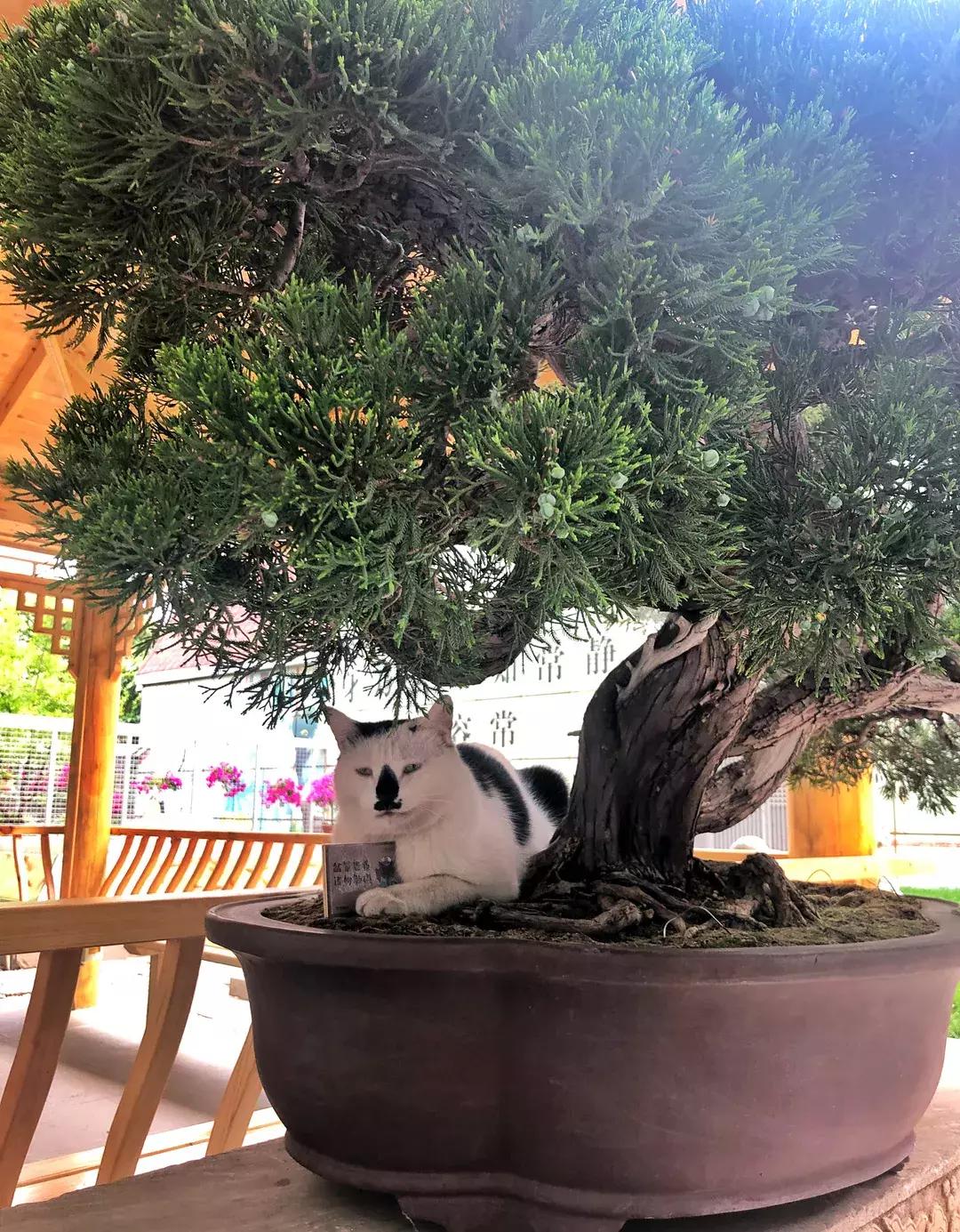 《猫谱》中的衔蝉就是王情圣这样的猫，我就是我，不一样的情圣！