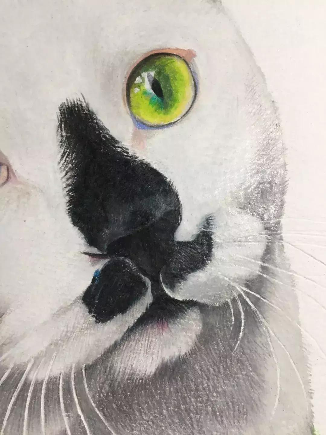 《猫谱》中的衔蝉就是王情圣这样的猫，我就是我，不一样的情圣！