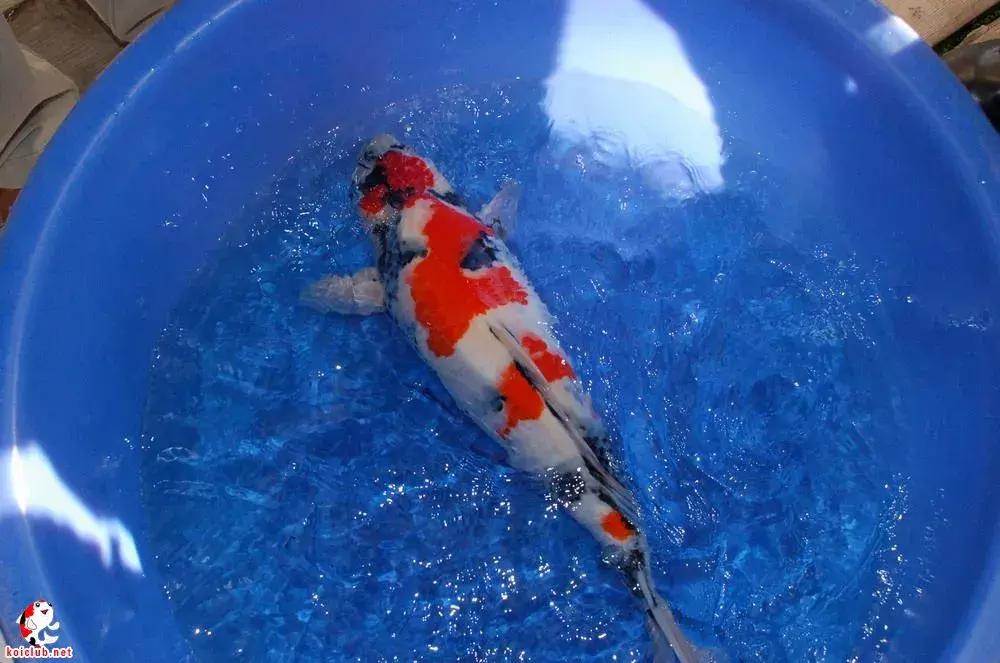 锦鲤知识分享锦鲤饲养经验,一位鱼友和锦鲤的春夏秋冬