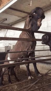 被沙特土豪炒到6万美刀一只的选美级羊咩咩……就长这个鬼样？！