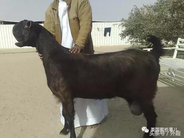 被沙特土豪炒到6万美刀一只的选美级羊咩咩……就长这个鬼样？！