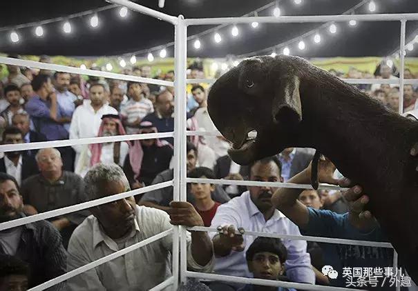 被沙特土豪炒到6万美刀一只的选美级羊咩咩……就长这个鬼样？！