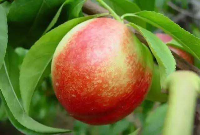 什么样的水果能让你减肥,成功减肥70斤吃什么水果