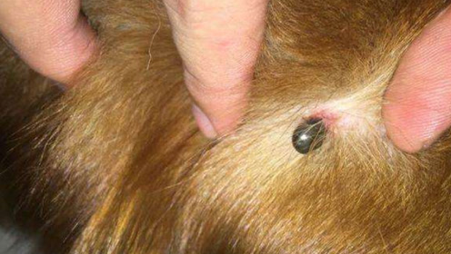 蜱虫高发季身上冒出小黑点别大意,警惕又到蜱虫活跃期