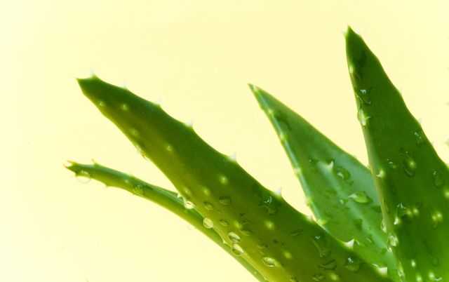 芦荟叶子黄怎么办,芦荟叶子坏了怎么处理