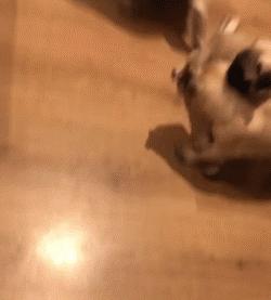 巴哥犬的日常表现有哪些,巴哥犬能有多可爱