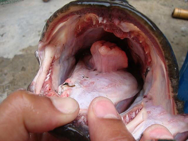 浮萍塘路亚黑鱼扩口,浮萍塘传统野钓大鲫鱼