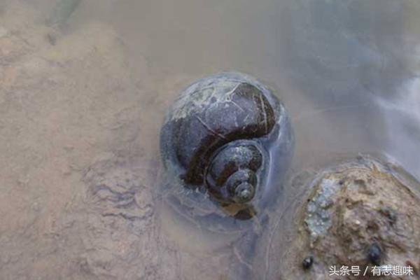 田螺有寄生虫还能吃吗?泡洗田螺有小妙招、材料家家都有