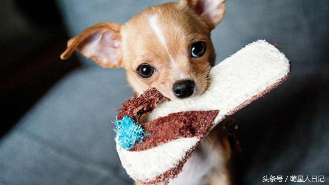 小轿车怎么预防狗尿,车防狗尿的最好方法