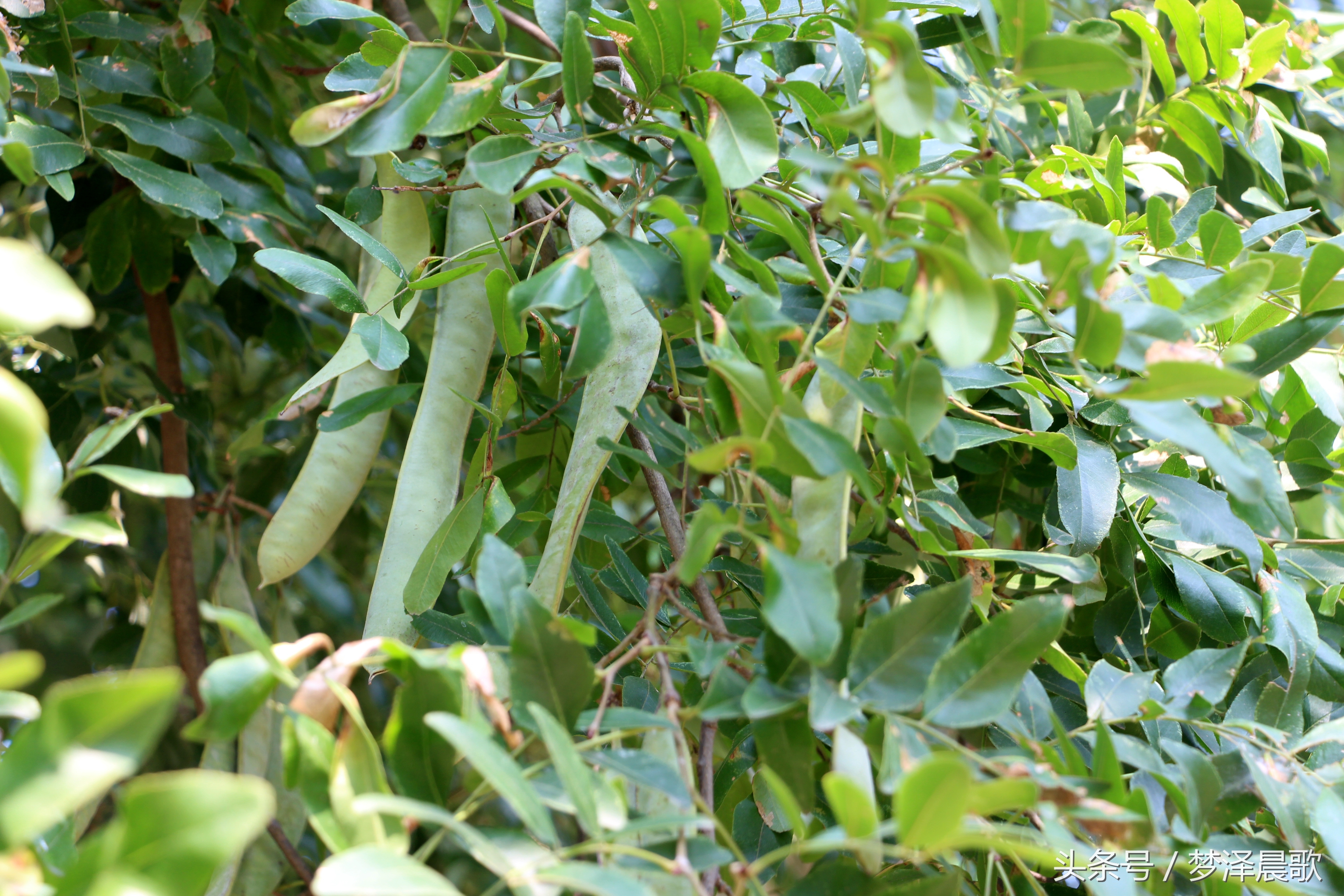 长满长长的尖刺看着吓人难得一见的稀有百年老皂荚树