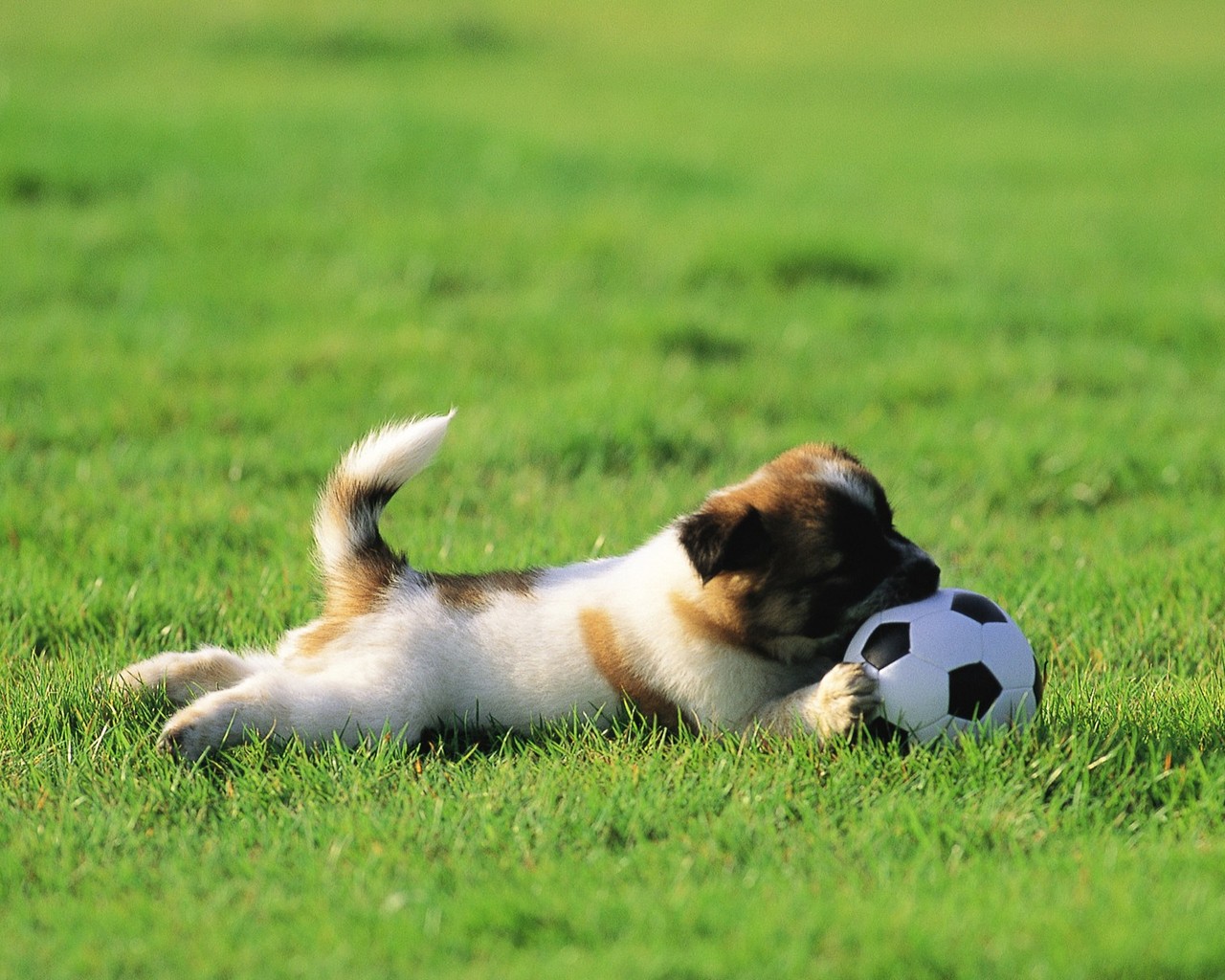 测一测你惧怕什么动物,心理测试孔雀老虎猴子解析