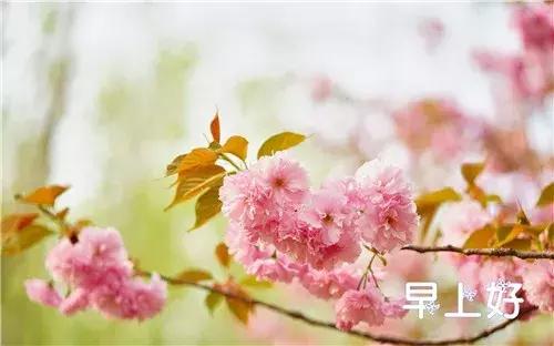 漂亮鲜花动态早上好表情图片,早上好最美的玫瑰花动态表情包