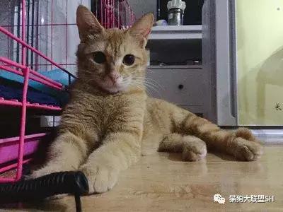 猫狗大联盟维护,猫狗联盟