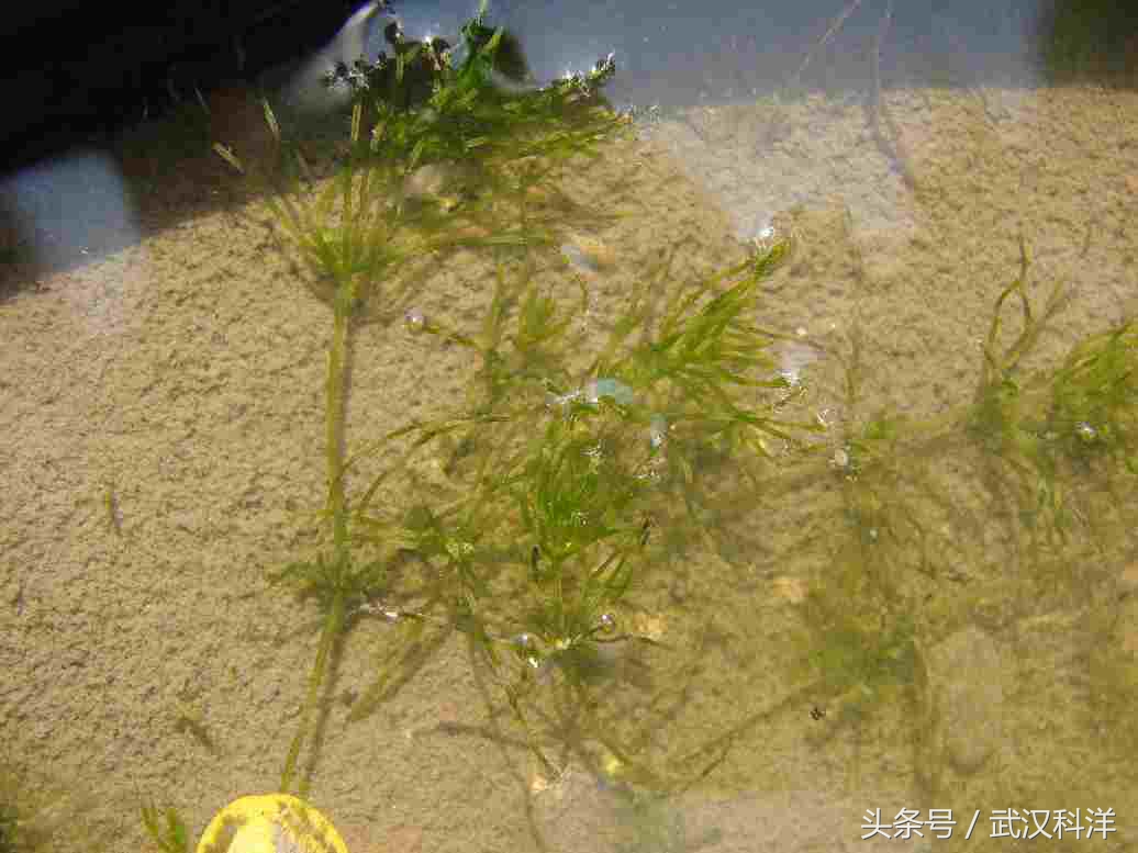 赤潮最常见的藻类有哪些,不属于环境中常见藻类