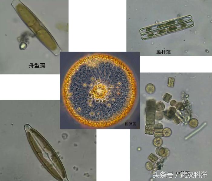 海边常见藻类植物图片,藻类植物常见的有什么