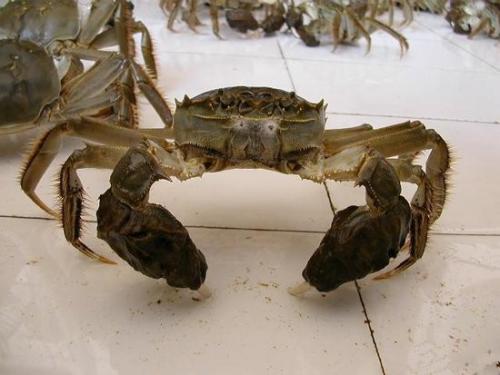 正宗的阳澄湖大闸蟹多少钱一只,正宗阳澄湖大闸蟹价格多少