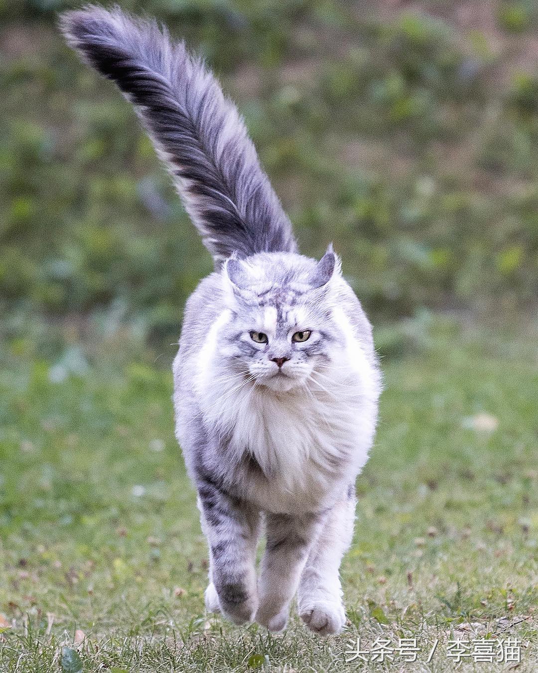 最有气质的喵星人,高颜值的喵星人连睡着都是美美的