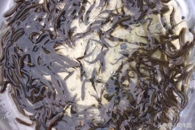 养殖泥鳅怎样才能赚钱,养泥鳅一亩地的泥鳅苗要多少钱呢