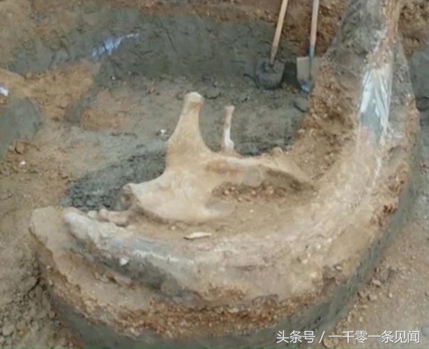 猛犸象的象牙被挖掘出来有多大 (俄罗斯挖猛犸象牙视频)