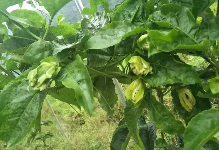 百香果开花都干了掉了是怎么回事,黄金百香果开花不结果怎么回事